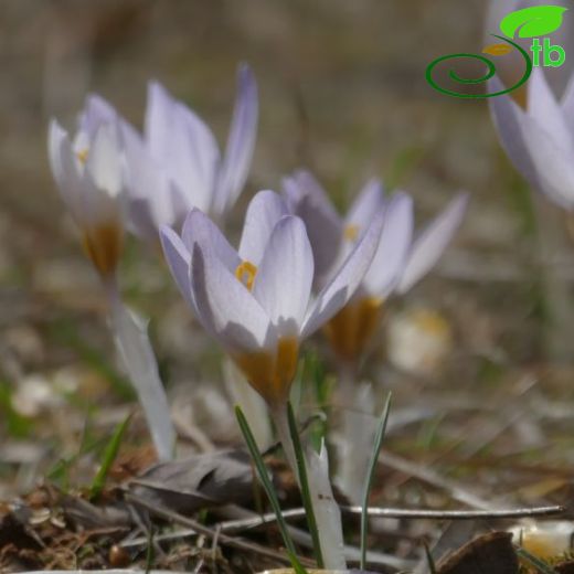 Crocus punctatus