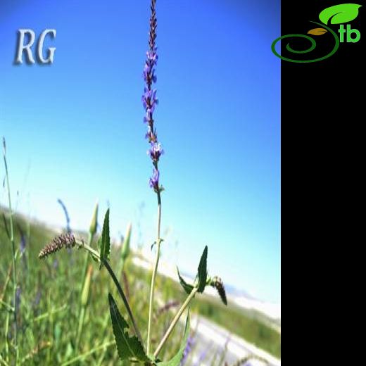 Salvia virgata