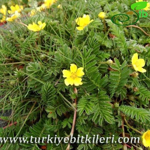 Potentilla anserina