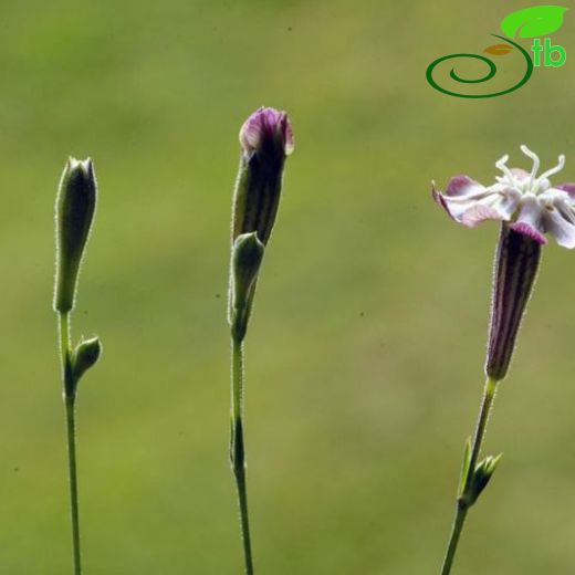 Silene denizliensis