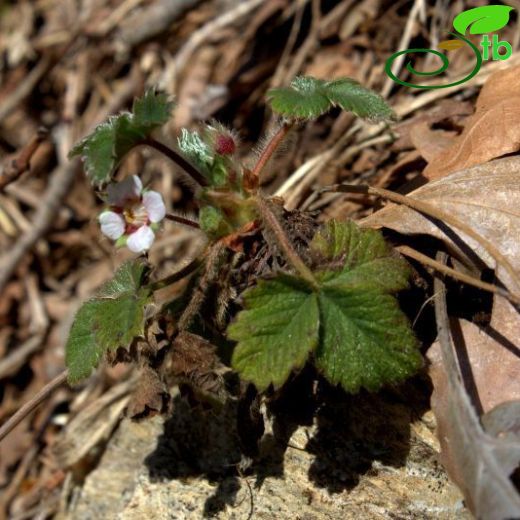 Potentilla micrantha