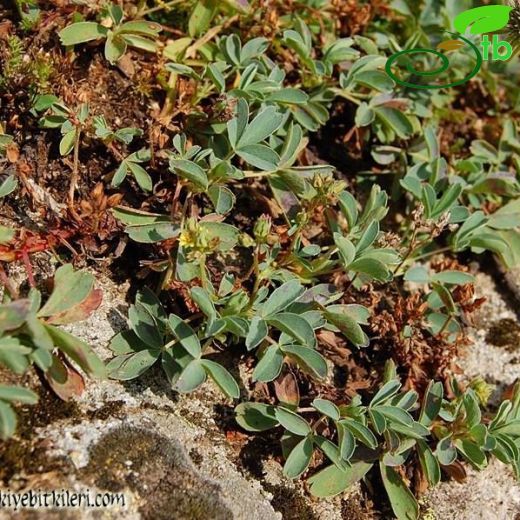 Sibbaldia parviflora