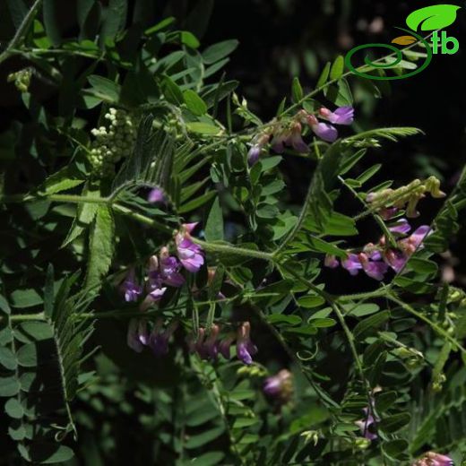 Vicia cassubica