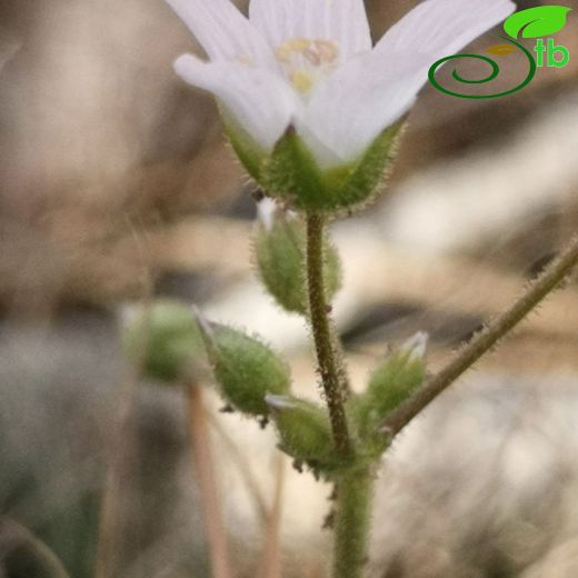 Holosteum umbellatum