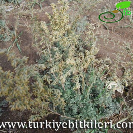 Artemisia taurica