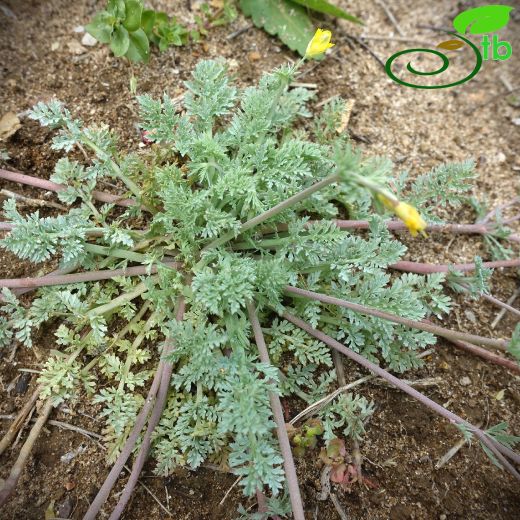 Papaveraceae-Haşhaşgiller