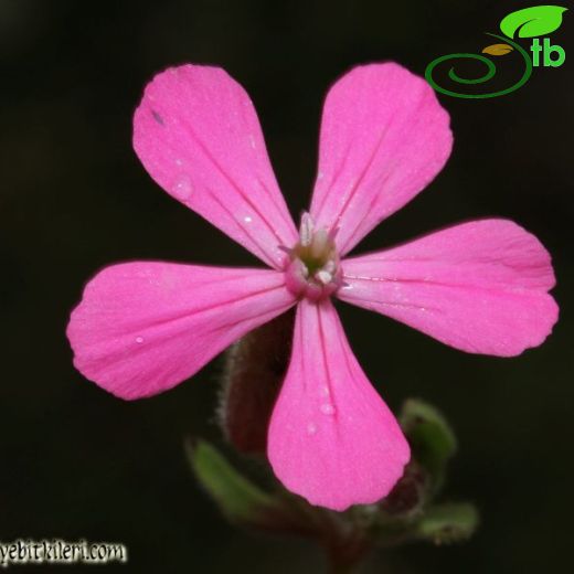 Silene cryptoneura