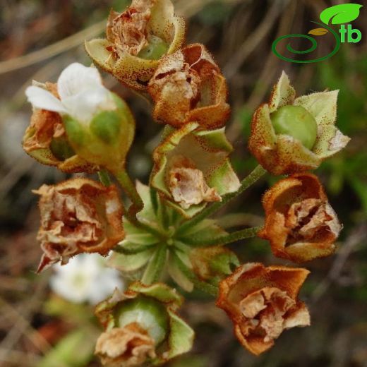 Androsace armeniaca
