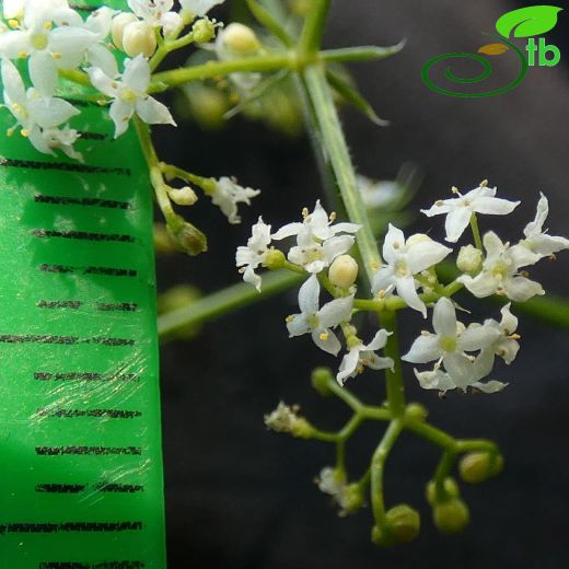 Galium adhaerens