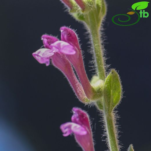 Scutellaria brevibracteata
