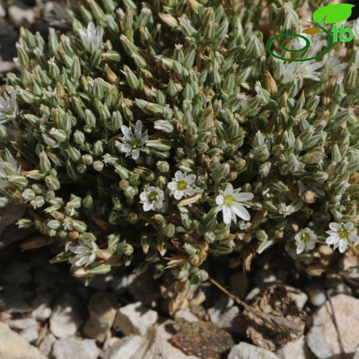 Minuartia nifensis