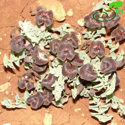 Aristolochiaceae-Lohusaotugiller
