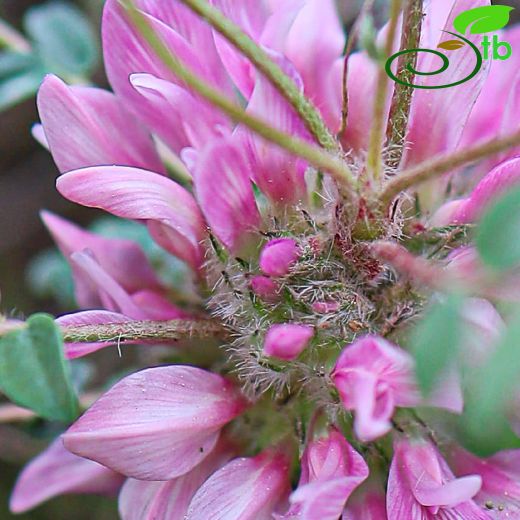 Astragalus cephalotes