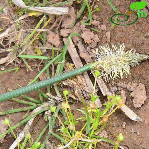 Eleocharis palustris