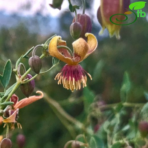 Clematis orientalis