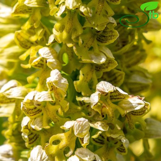 Orchis punctulata