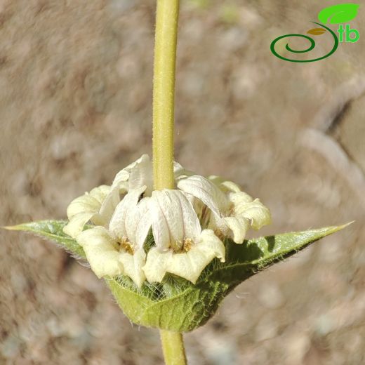 Sideritis hispida