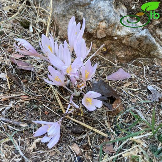 Colchicum-Acıçiğdem