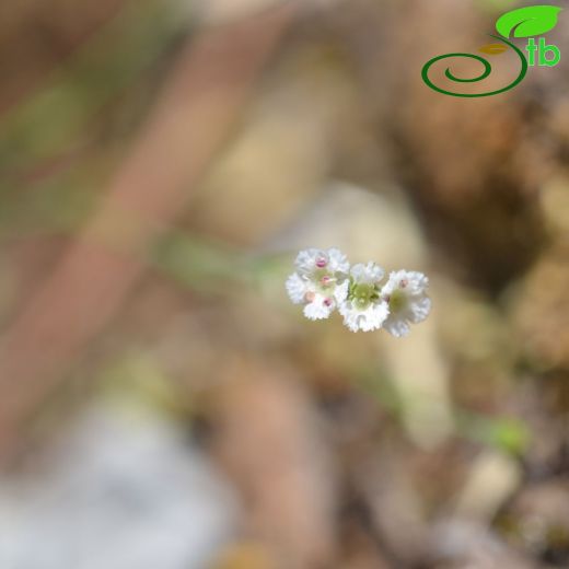 Bupleurum subuniflorum