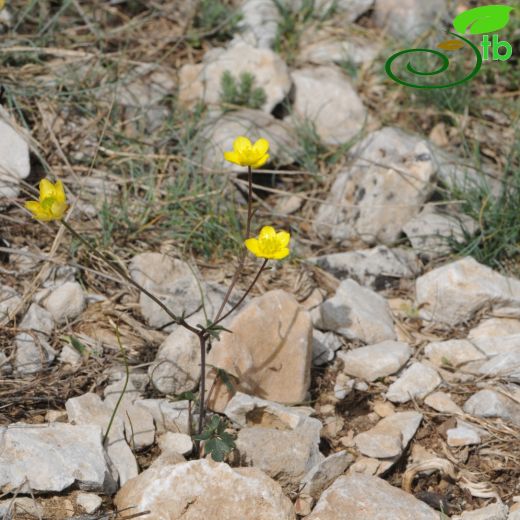 Ranunculus cadmicus