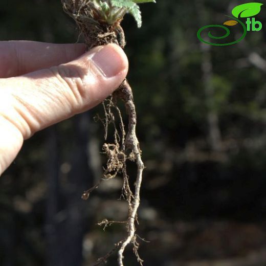 Potentilla micrantha