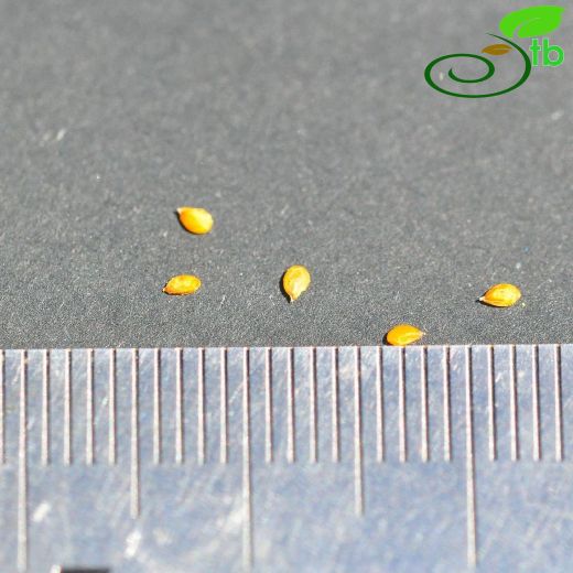 Aethionema alanyae