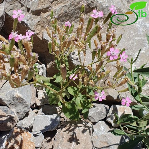 Silene assyriaca
