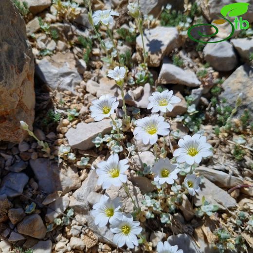 Caryophyllaceae-Karanfilgiller