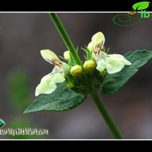 Stachys viscosa