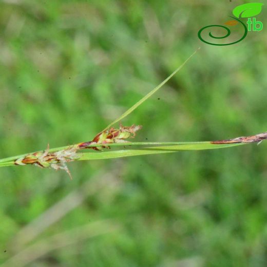 Carex flacca