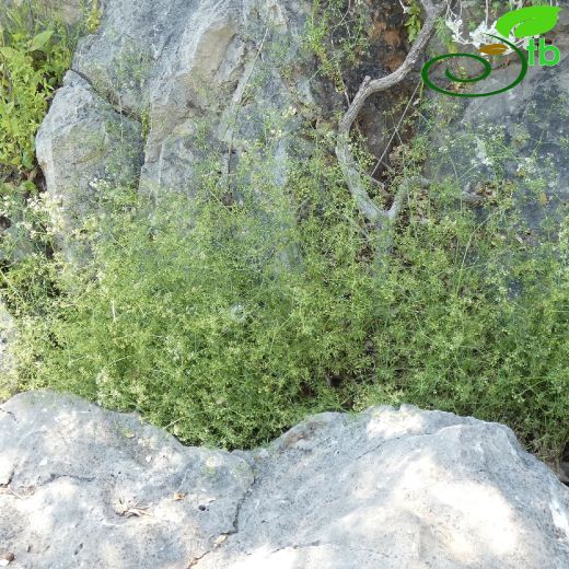 Galium adhaerens