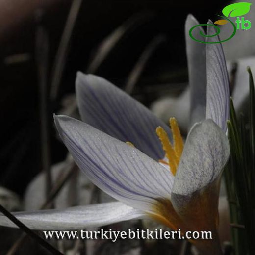 Crocus antalyensis subsp striatus