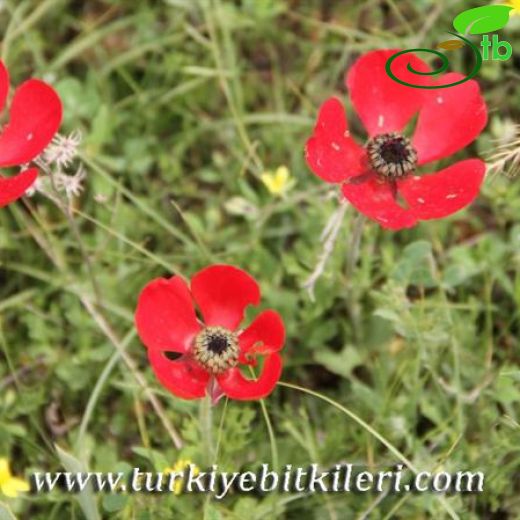 Ranunculus asiaticus