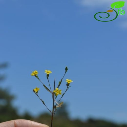 Linum trigynum