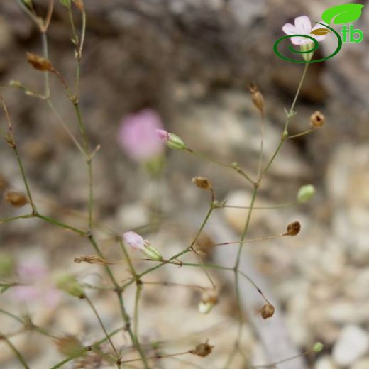 Gypsophila muralis