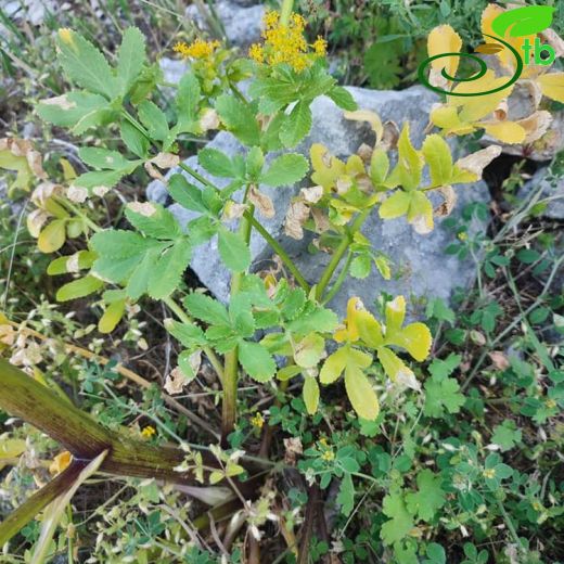 Apiaceae-Maydanozgiller