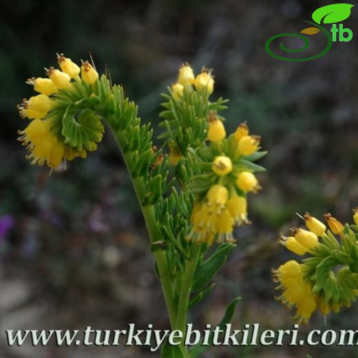 Moltkia aurea