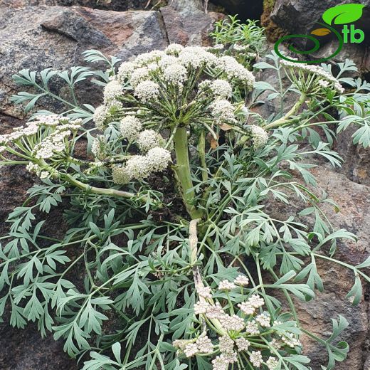 Apiaceae-Maydanozgiller