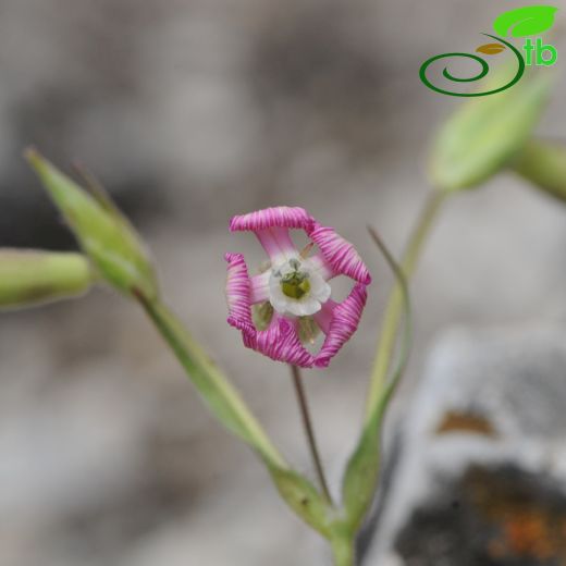 Silene conica