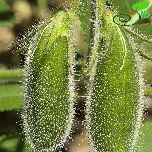 Cicer montbretii