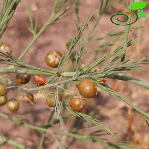 Asparagaceae-Kuşkonmazgiller
