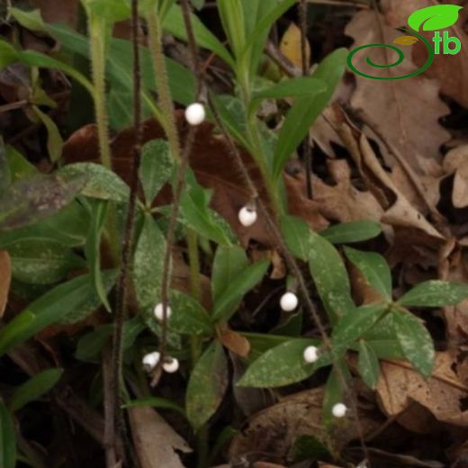 Lithospermum arvense