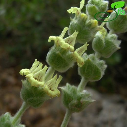 Sideritis huber-morathii