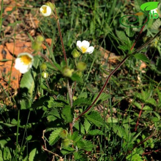 Potentilla rupestris