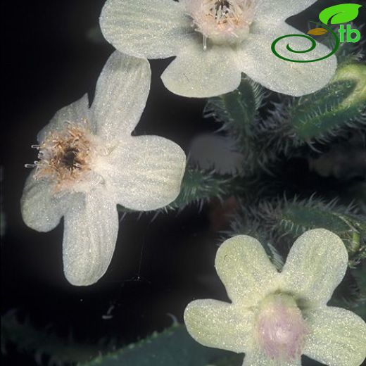 Anchusa strigosa