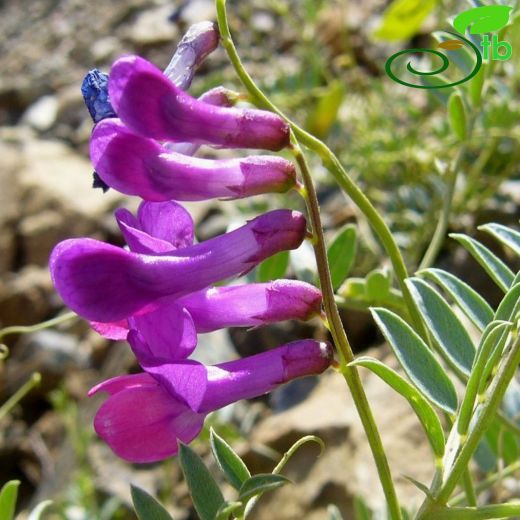 Vicia alpestris