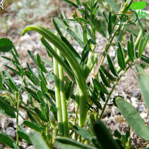 Astragalus campylorrhynchus