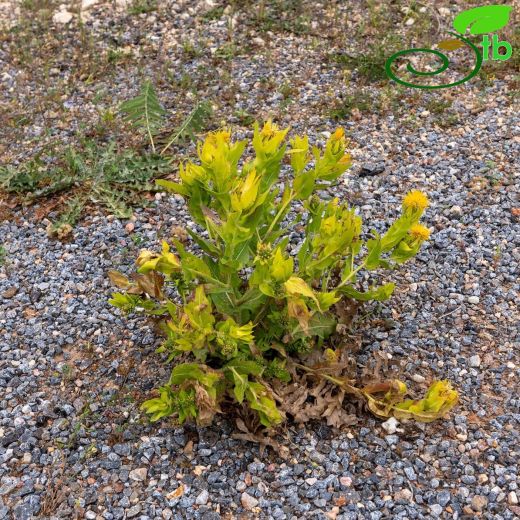 Centaurea polypodiifolia