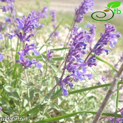 Nepeta racemosa