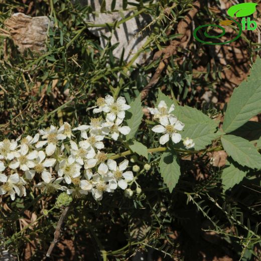 Rubus canescens